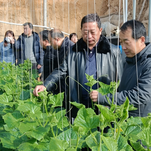 3月山东农业产业研究院副院长牛田到济阳区曲堤镇指导黄河种植技术.jpg