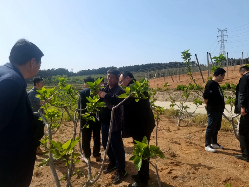 5月7日威海农科院叶全院长调研邵家庄无花果样板片区.jpg