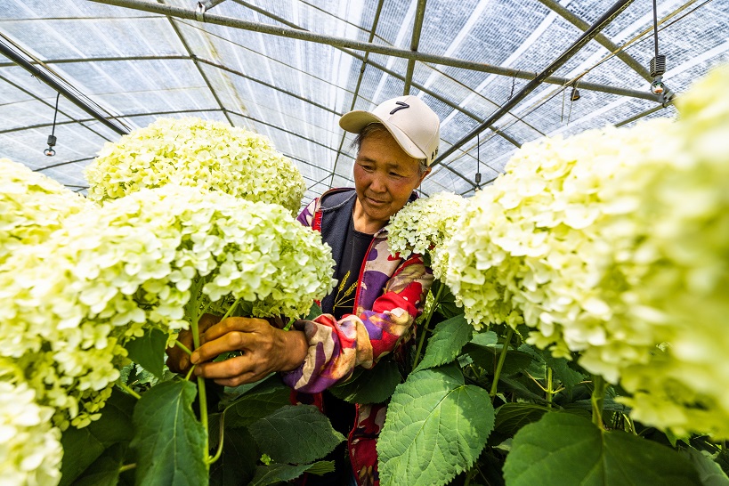 2023年6月16日，村民在贵州省毕节市赫章县铁匠乡中井村管护盛开的绣球花。 (7)