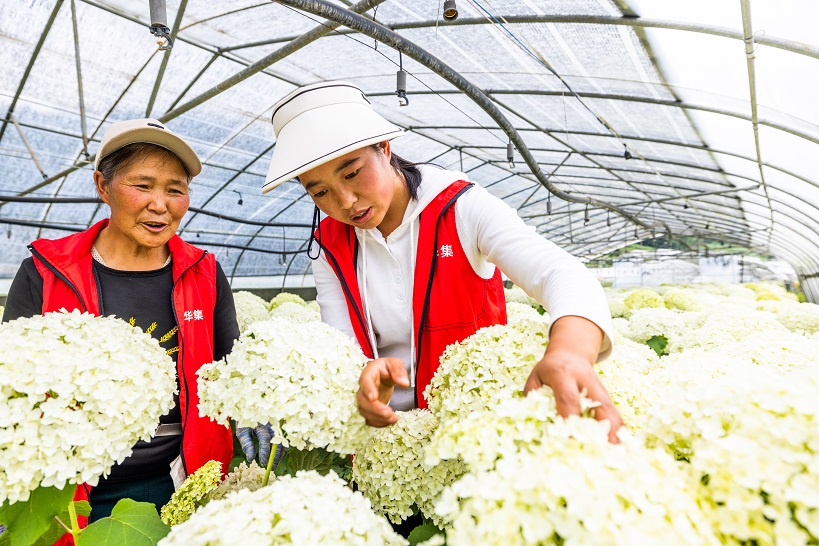 2023年6月16日，村民在贵州省毕节市赫章县铁匠乡中井村管护盛开的绣球花。 (15)